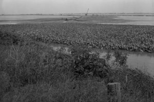a black and white photograph of a freshwater marsh with water and foliage. Industrial infrastructure including a large crane is visible in the distant background.